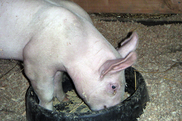 2006 LA County Fair007_edited-2