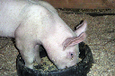 2006 LA County Fair007_edited-2