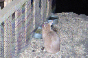 2006 LA County Fair011_edited-2