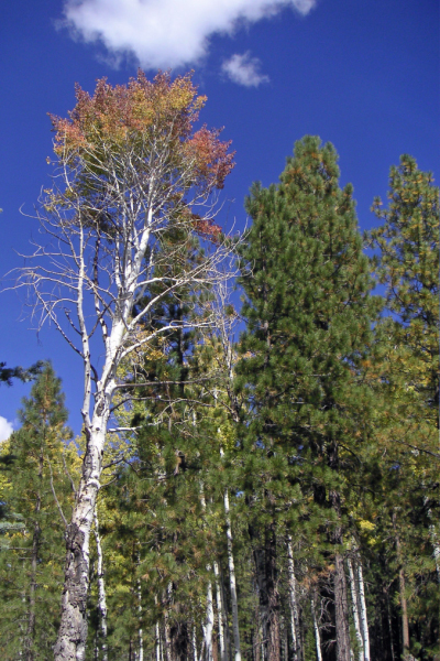 2006 Grand Canyon002_edited-1