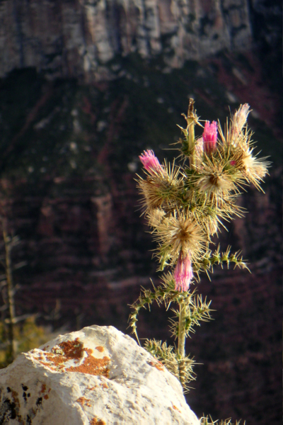 North Rim001_edited-1