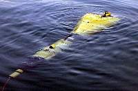 Jaws