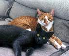 Relaxing on the couch