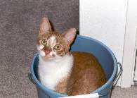 Felix preparing to assist in mopping the floor