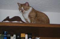 Sizing up the Rat