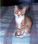 young Felix on the bed