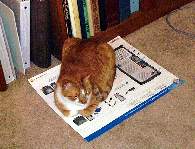 Felix assisting with installation of the new PC