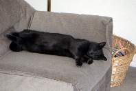 His Speciality, Naps