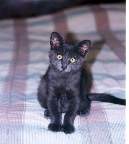 Young Oscar on the bed