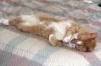 Cat Nap