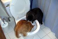 Toilets, not just for dogs anymore