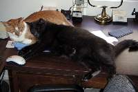 Oscar Finds Felix to be Quite Comfy