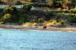 Buffalo Roaming