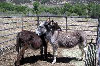 Burros near the Stables