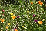 Wildflowers near Shamu